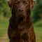 Labrador