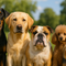 All Dogs
