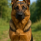 German Shepherd