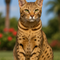 Ocicat