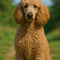 Poodles