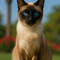 Siamese