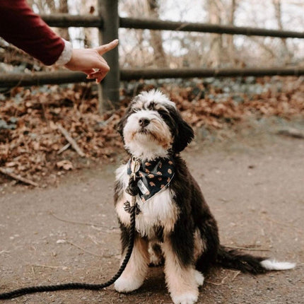 Rope Leash - Noir