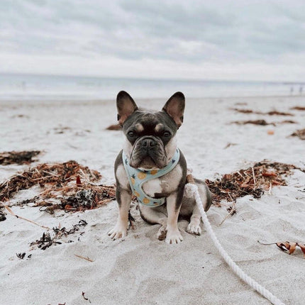 Rope Leash - Natural
