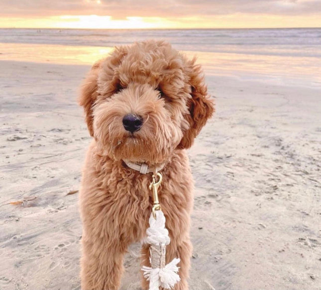 Rope Leash - Natural