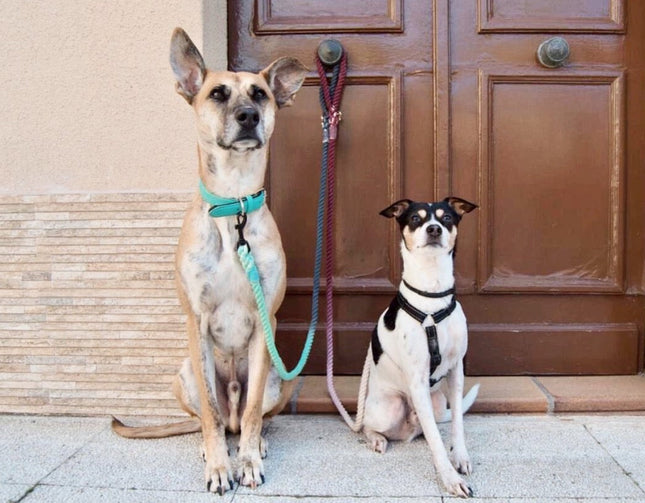 Rope Leash - Clair