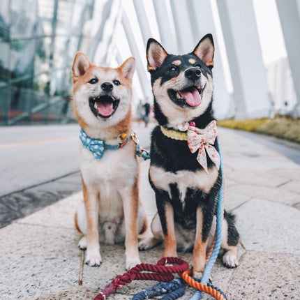 Rope Leash - Bridgette