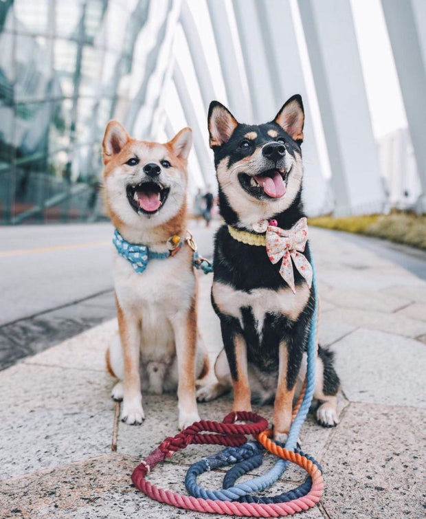 Collars & Harness’s