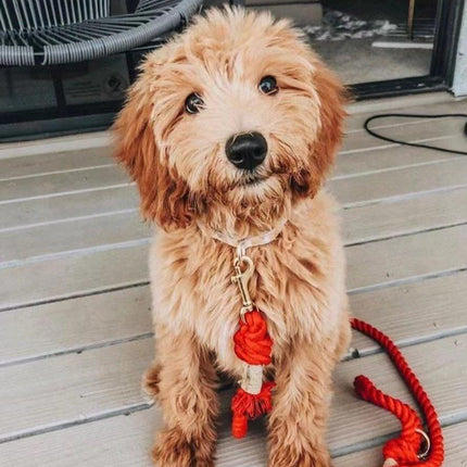 Dog Rope Leash - Watermelon Red