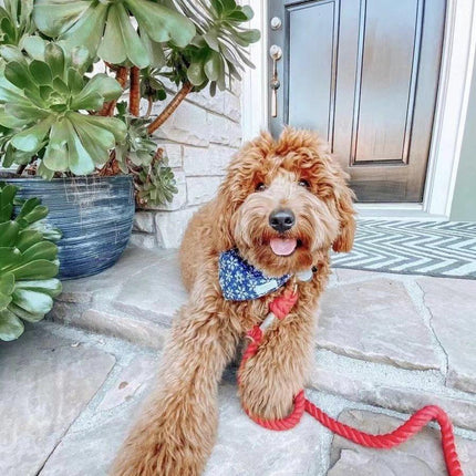 Dog Rope Leash - Watermelon Red