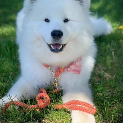 Dog Rope Leash - Watermelon Red