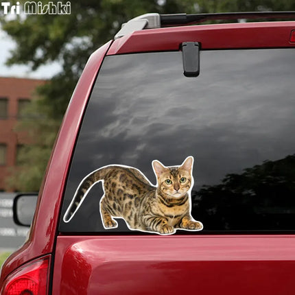 Tri Mishki WCS629  Bengal Cat Siberian Cat Funny Car Stickers Auto Automobile Decals