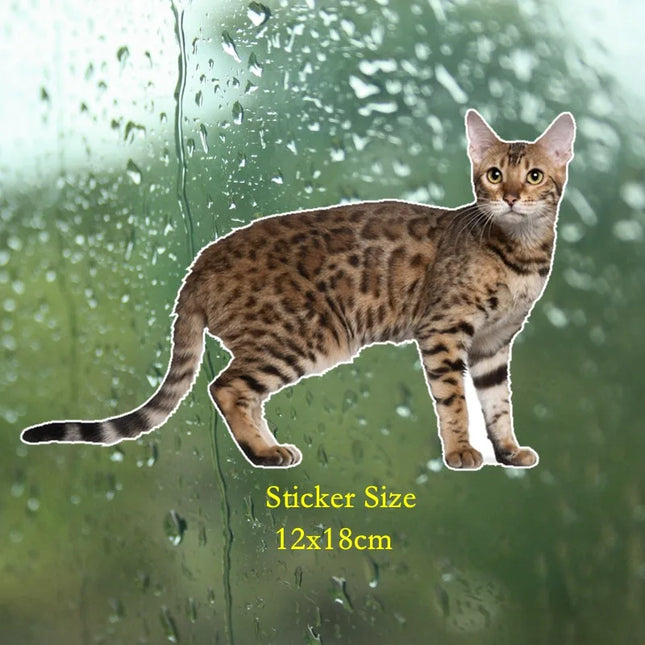 Tri Mishki WCS629  Bengal Cat Siberian Cat Funny Car Stickers Auto Automobile Decals