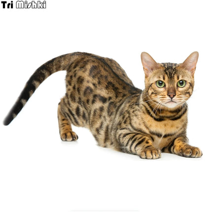 Tri Mishki WCS629  Bengal Cat Siberian Cat Funny Car Stickers Auto Automobile Decals