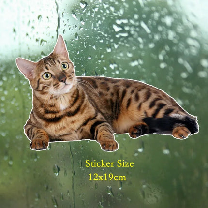 Tri Mishki WCS629  Bengal Cat Siberian Cat Funny Car Stickers Auto Automobile Decals